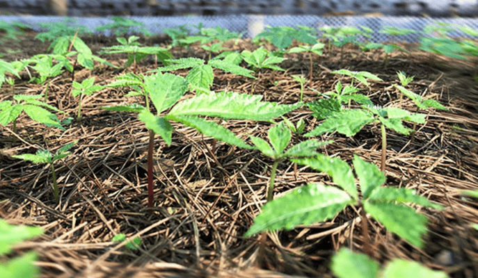 Cây giống Sâm Việt Nam