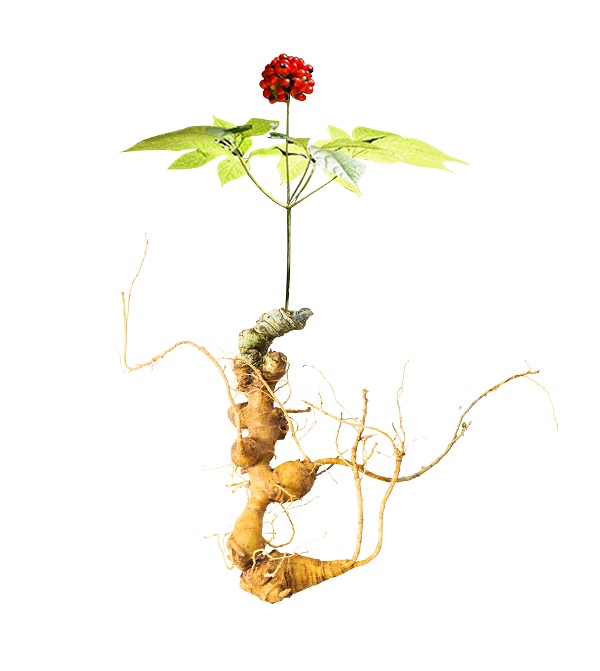 Sâm Việt Nam Nguyên Cây Tươi (Panax vietnamensis) – Trên 6 Năm Tuổi