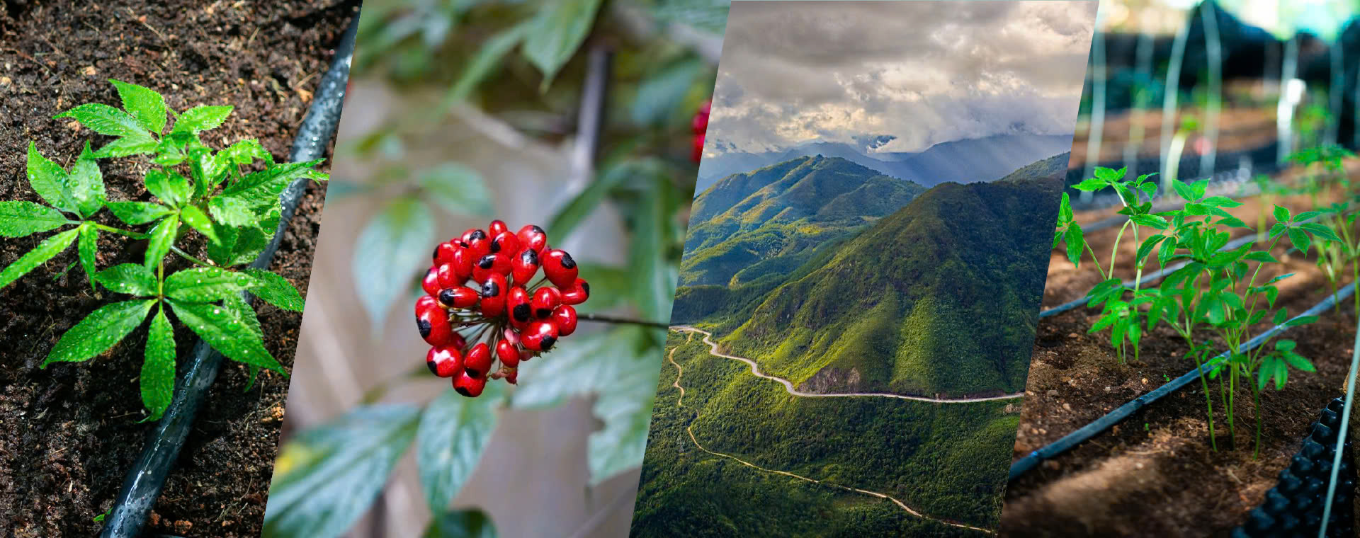 Banner Homepage Samdalat